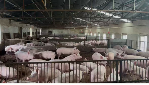 解码吉林省厚德经贸有限公司种猪场的“无抗密码”(图4)